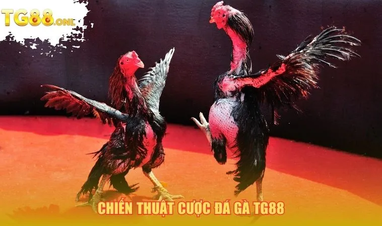 Chiến thuật cược đá gà TG88